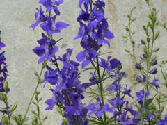 زبان در قفا یکساله